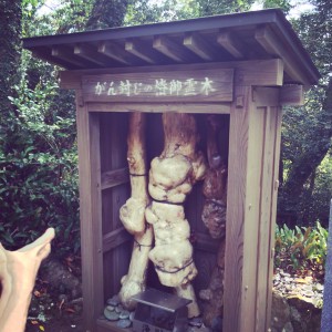 2015-10-31 14.08.56 HDR